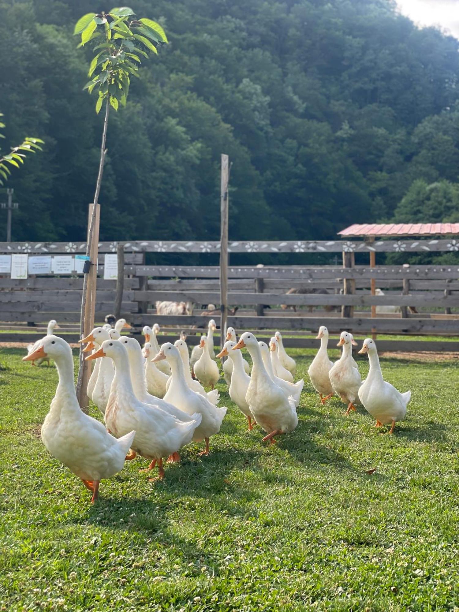 Hotel Valea Lui Liman Tomesti  Esterno foto